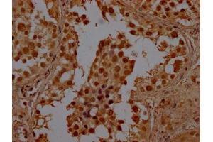 IHC image of ABIN7147833 diluted at 1:100 and staining in paraffin-embedded human testis tissue performed on a Leica BondTM system. (BHLHE23 Antikörper  (AA 1-225))