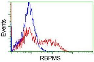 Image no. 8 for anti-RNA Binding Protein with Multiple Splicing (RBPMS) antibody (ABIN1500642) (RBPMS Antikörper)