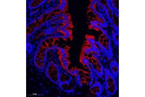 Immunofluorescence of paraffin embedded rat colon using CD13 (ABIN7072989) at dilution of 1: 1000 (CD13 Antikörper)