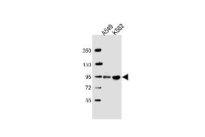 All lanes : Anti-SH3D20 Antibody (Center) at 1:2000 dilution Lane 1: A549 whole cell lysate Lane 2: K562 whole cell lysate Lysates/proteins at 20 μg per lane. (ARHGAP27 Antikörper  (AA 198-226))
