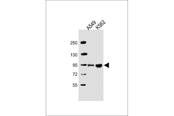 ARHGAP27 Antikörper  (AA 198-226)