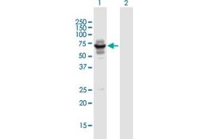 Western Blot analysis of LIN9 expression in transfected 293T cell line by LIN9 MaxPab polyclonal antibody. (LIN9 Antikörper  (AA 1-558))