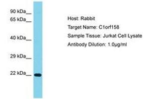 Image no. 1 for anti-Chromosome 1 Open Reading Frame 158 (C1ORF158) (AA 25-74) antibody (ABIN6750736) (C1ORF158 Antikörper  (AA 25-74))