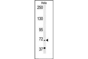 Western blot analysis of RAD26L Antibody (N-term) in Hela cell line lysates (35ug/lane). (ERCC6L2 Antikörper  (N-Term))