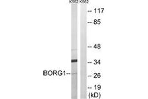 Western blot analysis of extracts from K562 cells, using BORG1 Antibody. (CDC42EP2 Antikörper  (AA 10-59))