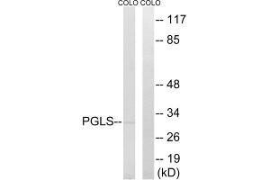 Western blot analysis of extracts from COLO cells, using PGLS antibody. (PGLS Antikörper  (C-Term))