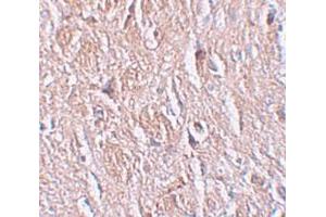 Immunohistochemistry (IHC) image for anti-Leucine Rich Repeat Transmembrane Neuronal 4 (LRRTM4) (Middle Region) antibody (ABIN1030989) (LRRTM4 Antikörper  (Middle Region))