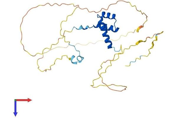 NKX1-2 Protein (AA 1-305) (His tag)
