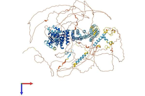 EIF4G1 Protein (AA 1-1599) (His tag)