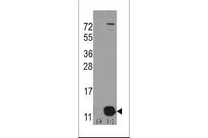 Western blot analysis of PHPT1 (arrow) using rabbit polyclonal PHPT1 Antibody (Human C-term). (PHPT1 Antikörper  (C-Term))