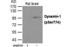 Western blot analysis of extracts from Rat brain tissue using Dynamin-1 (Phospho-Ser774) Antibody. (Dynamin 1 Antikörper  (pSer774))