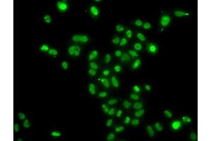 Immunofluorescence analysis of  cells using MORF4L2 antibody (ABIN6128240, ABIN6143950, ABIN6143951 and ABIN6223485). (MORF4L2 Antikörper  (AA 1-100))