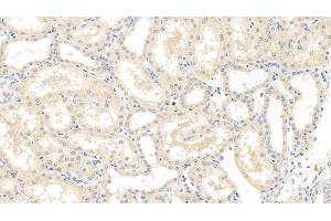 Detection of VEGF165 in Porcine Kidney Tissue using Monoclonal Antibody to Vascular Endothelial Growth Factor 165 (VEGF165) (VEGF 165 (AA 28-191) Antikörper)