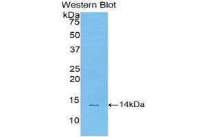Western blot analysis of the recombinant protein.