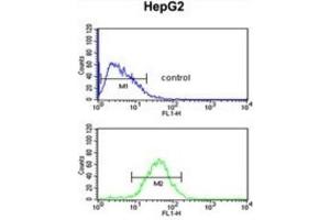 Flow Cytometry (FACS) image for anti-WD Repeat Domain 43 (WDR43) antibody (ABIN3002363) (WDR43 Antikörper)