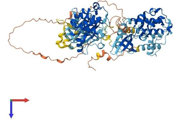 RPS6KA1 Protein (AA 1-735) (His tag)