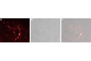 Expression of VPAC2 in rat PC12 cells - Cell surface detection of VPAC2 in live intact rat pheochromocytoma (PC12) cells. (VIPR2 Antikörper  (Extracellular))