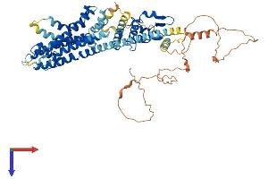 KCND2 Protein (AA 1-630) (His tag)