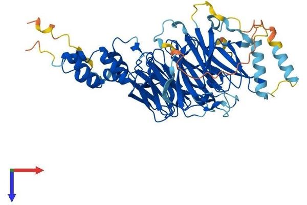 FBXW5 Protein (AA 1-566) (His tag)
