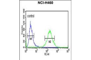 Flow cytometric analysis of NCI-H460 cells (right histogram) compared to a negative control cell (left histogram). (XPA Antikörper  (C-Term))
