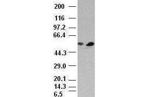 FOXA1 antibody (3C1) at 1:1000 dilution + HepG2 cell lysate (FOXA1 Antikörper)