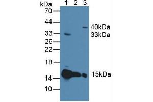 Western blot analysis of (1) Rat Heart Tissue, (2) Mouse Heart Tissue and (3) Human 293T Cells. (Cytochrome C Antikörper  (AA 5-100))