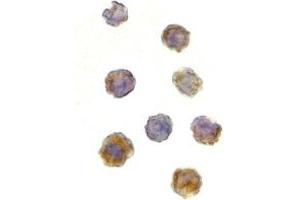 Immunohistochemistry (IHC) image for anti-RAR-Related Orphan Receptor C (RORC) (N-Term) antibody (ABIN1031636) (RORC Antikörper  (N-Term))