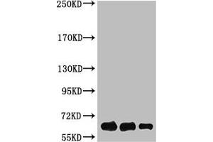 Western Blot analysis of Luciferase protein using antibody diluted at 1:1000 (Luciferase Antikörper)