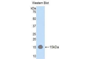 Western Blotting (WB) image for anti-RalA Binding Protein 1 (RALBP1) (AA 381-470) antibody (ABIN1176610)