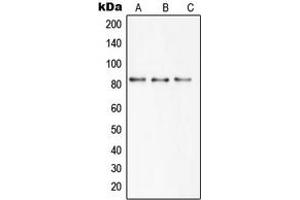 Western blot analysis of SBAT1 expression in HEK293T (A), mouse brain (B), rat brain (C) whole cell lysates.