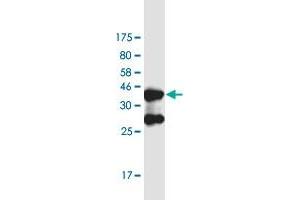 Western Blot detection against Immunogen (37. (DHX38 Antikörper  (AA 342-450))