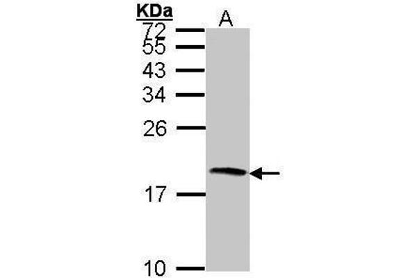 CST4 Antikörper  (N-Term)