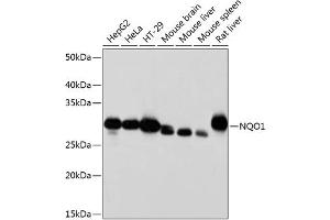 Western blot analysis of extracts of various cell lines, using NQO1 antibody (ABIN7268795) at 1:1000 dilution. (NQO1 Antikörper)