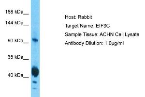 Host: Rabbit Target Name: EIF3C Sample Tissue: Human ACHN Whole Cell  Antibody Dilution: 1ug/ml (EIF3C Antikörper  (N-Term))