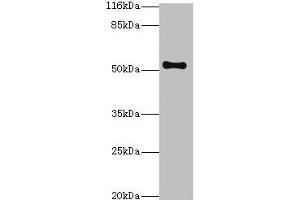 Western blot All lanes: THRB antibody at 2 μg/mL + Mouse liver tissue Secondary Goat polyclonal to rabbit IgG at 1/10000 dilution Predicted band size: 53, 55 kDa Observed band size: 53 kDa (THRB Antikörper  (AA 1-461))