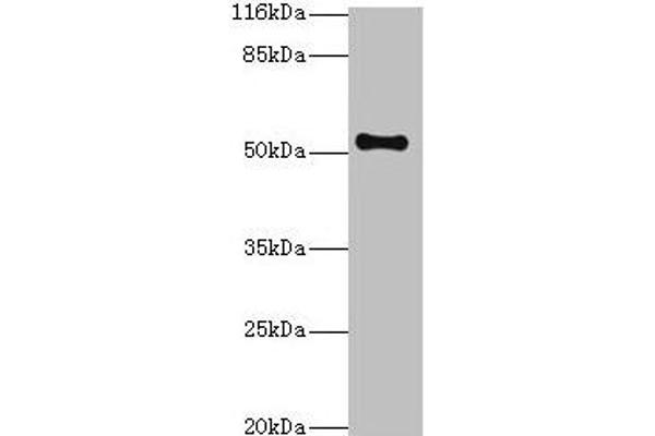 THRB anticorps  (AA 1-461)