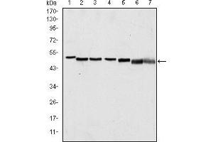 Western blot analysis using p63α mouse mAb against A431 (1), Hela (2), Jurkat (3), THP-1 (4), NIH/3T3 (5), Cos7 (6) and PC-12 (7) cell lysate.