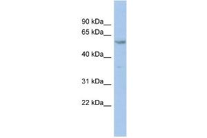 WB Suggested Anti-ZNF8 Antibody Titration:  0. (ZNF8 Antikörper  (N-Term))