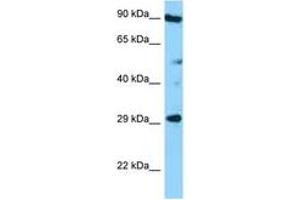 Image no. 1 for anti-Tetraspanin 26 (TSPAN26) (AA 126-175) antibody (ABIN6748306) (CD37 Antikörper  (AA 126-175))