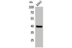 Western Blot analysis of K562 cells using GPR87/95 Polyclonal Antibody. (GPR87 Antikörper  (N-Term))