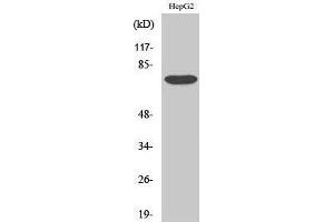 Western Blotting (WB) image for anti-Yes-Associated Protein 1 (YAP1) (Tyr537) antibody (ABIN3187512) (YAP1 Antikörper  (Tyr537))