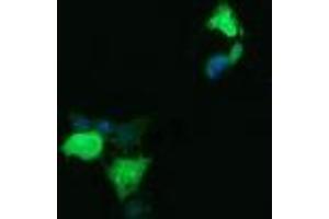 Image no. 2 for anti-Lysozyme (LYZ) antibody (ABIN1499236) (LYZ Antikörper)