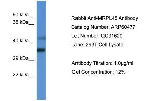 Western Blotting (WB) image for anti-Mitochondrial Ribosomal Protein L45 (MRPL45) (C-Term) antibody (ABIN2788461) (MRPL45 Antikörper  (C-Term))