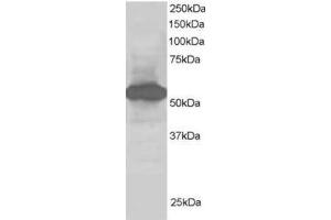 Image no. 1 for anti-Nucleotide Exchange Factor SIL1 (SIL1) (C-Term) antibody (ABIN374355) (SIL1 Antikörper  (C-Term))