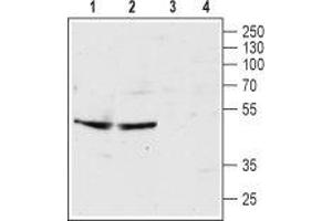 Western blot analysis of rat hippocampus lysate (lanes 1 and 3) and mouse brain membrane (lanes 2 and 4): - 1,2. (Serotonin Receptor 3B Antikörper  (Extracellular, N-Term))