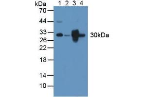 Figure. (PNPO Antikörper  (AA 1-261))