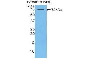 Detection of Recombinant HSPA1L, Rat using Polyclonal Antibody to Heat Shock 70 kDa Protein 1 Like Protein (HSPA1L) (HSPA1L Antikörper  (AA 1-641))