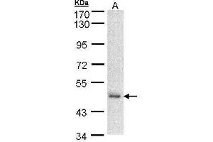 WB Image Sample (30 ug of whole cell lysate) A: A431 , 7. (DNAJA2 Antikörper  (Center))