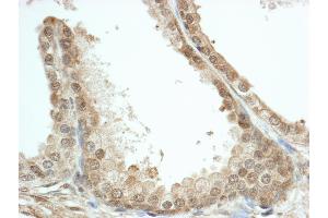 Immunohistochemistry (IHC) image for anti-FK506 Binding Protein 4, 59kDa (FKBP4) (AA 400-440) antibody (ABIN7454750) (FKBP4 Antikörper  (AA 400-440))
