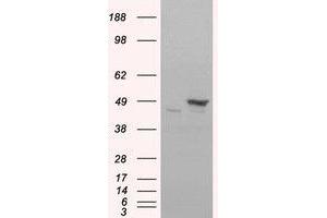 Image no. 2 for anti-Flotillin 1 (FLOT1) (C-Term) antibody (ABIN374222) (Flotillin 1 Antikörper  (C-Term))